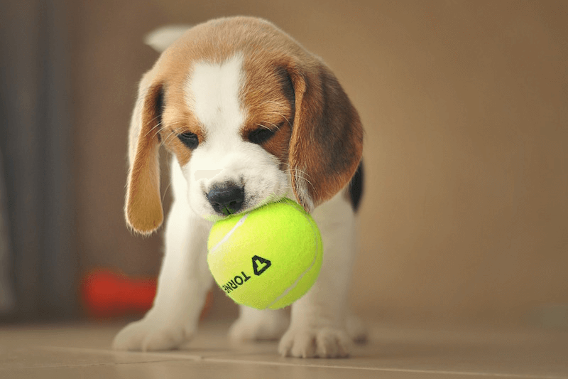 Puppy training care image