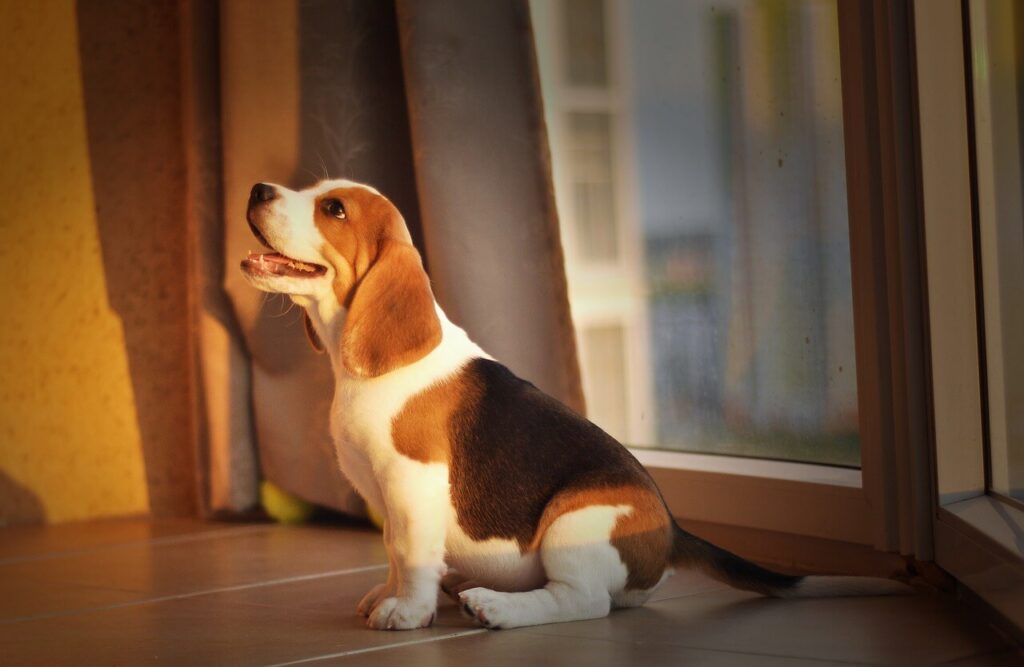 Puppy proofing home image