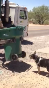 Dog's fear of garbage truck