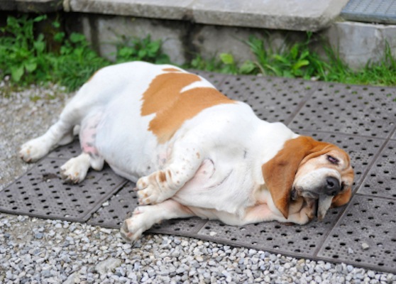 Dog Obesity Image