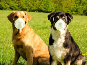 Most Dangerous Hazards for Dogs