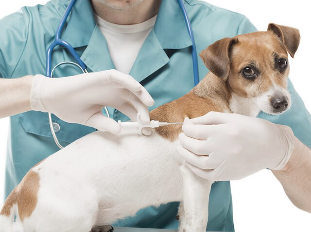 Vaccinations for dogs image