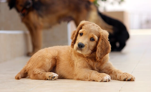 Reputable puppy breeder image