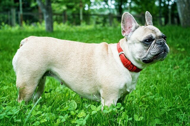 French Bulldog: History, Health, Care and Training