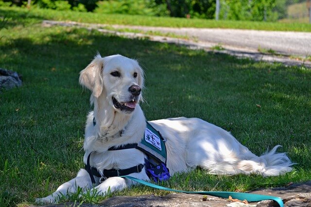 What are Service Dogs and How to Get Training?