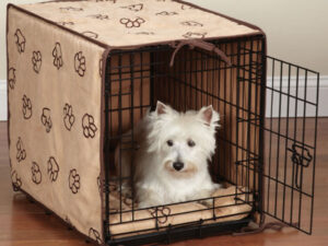 Puppy Crate Training image